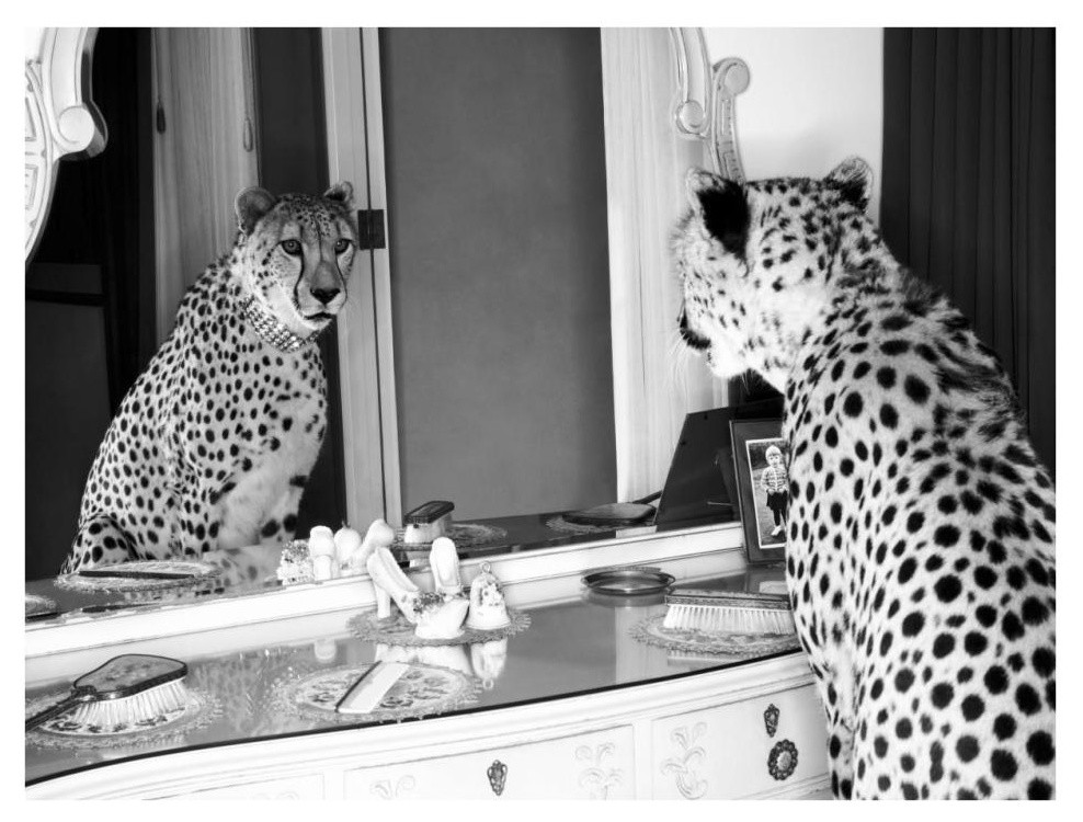 "Cheetah looking in mirror" Digital Paper Print by Emma Rian, 34"x26"