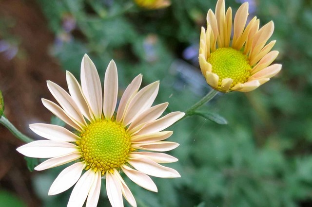 Flower Identification please....