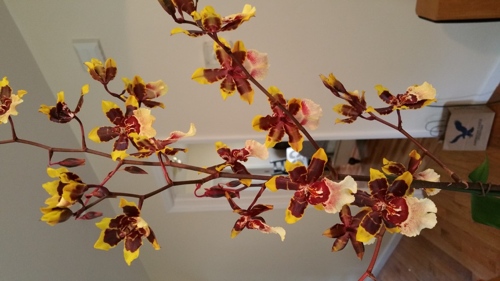 Help Orchid buds falling off/dying off!