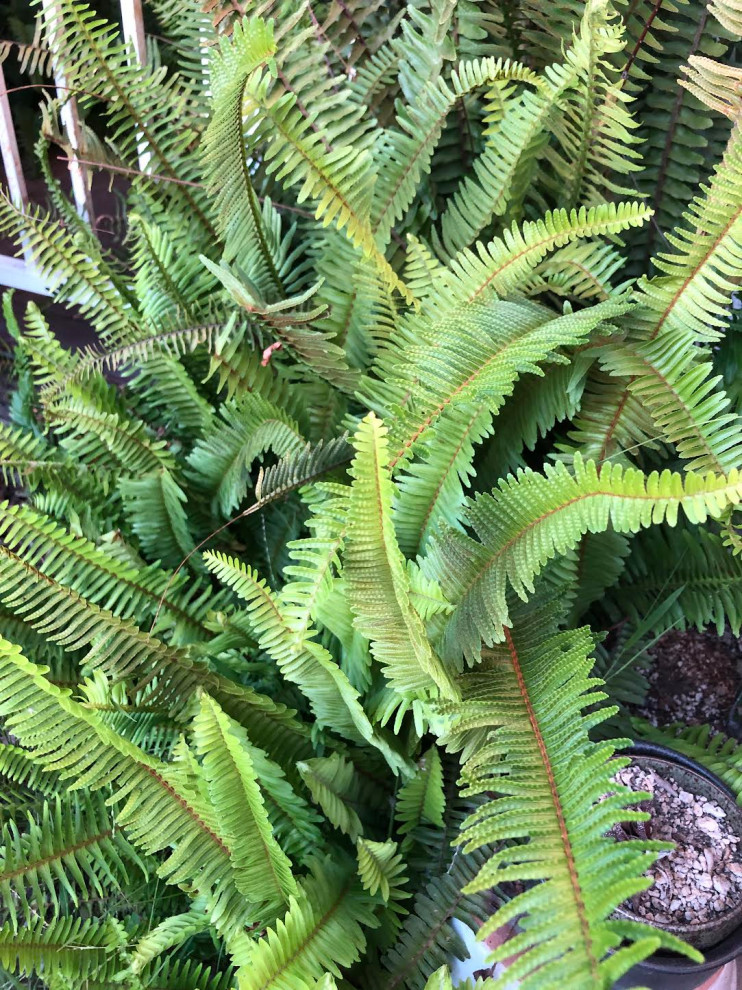 fern id and barriers help