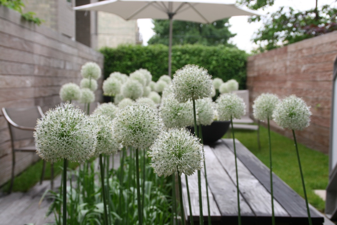 Narrow Townhouse Garden