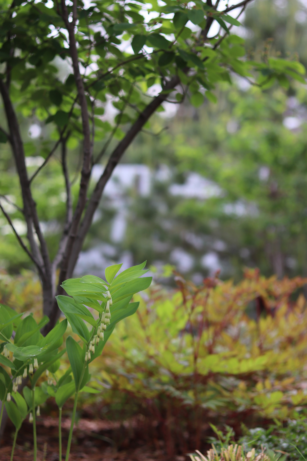 Русский лес