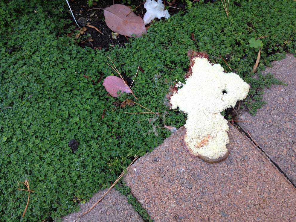 Foam like substance from hole in garden.