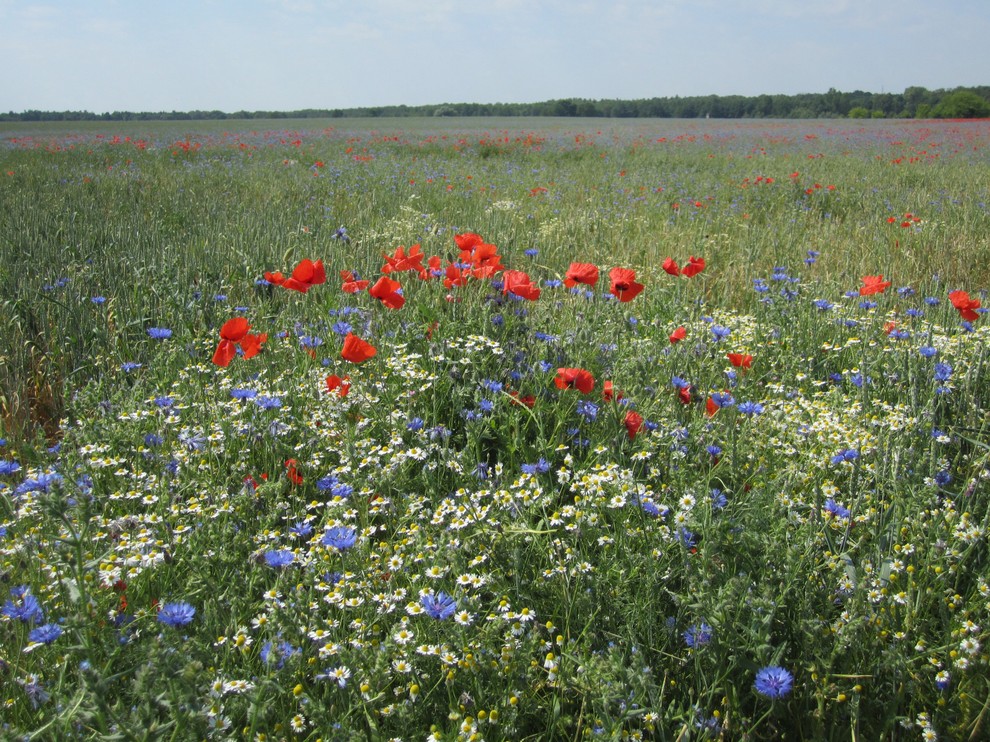 Landhausstil Garten in Berlin