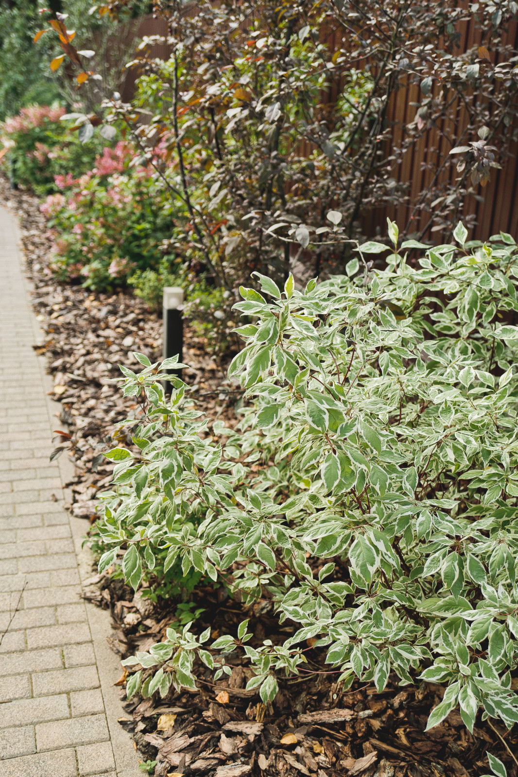 Сад на краю леса