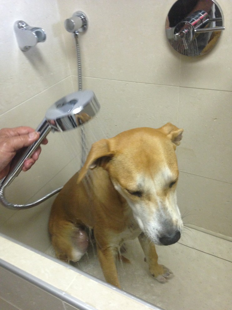 Doggie Shower