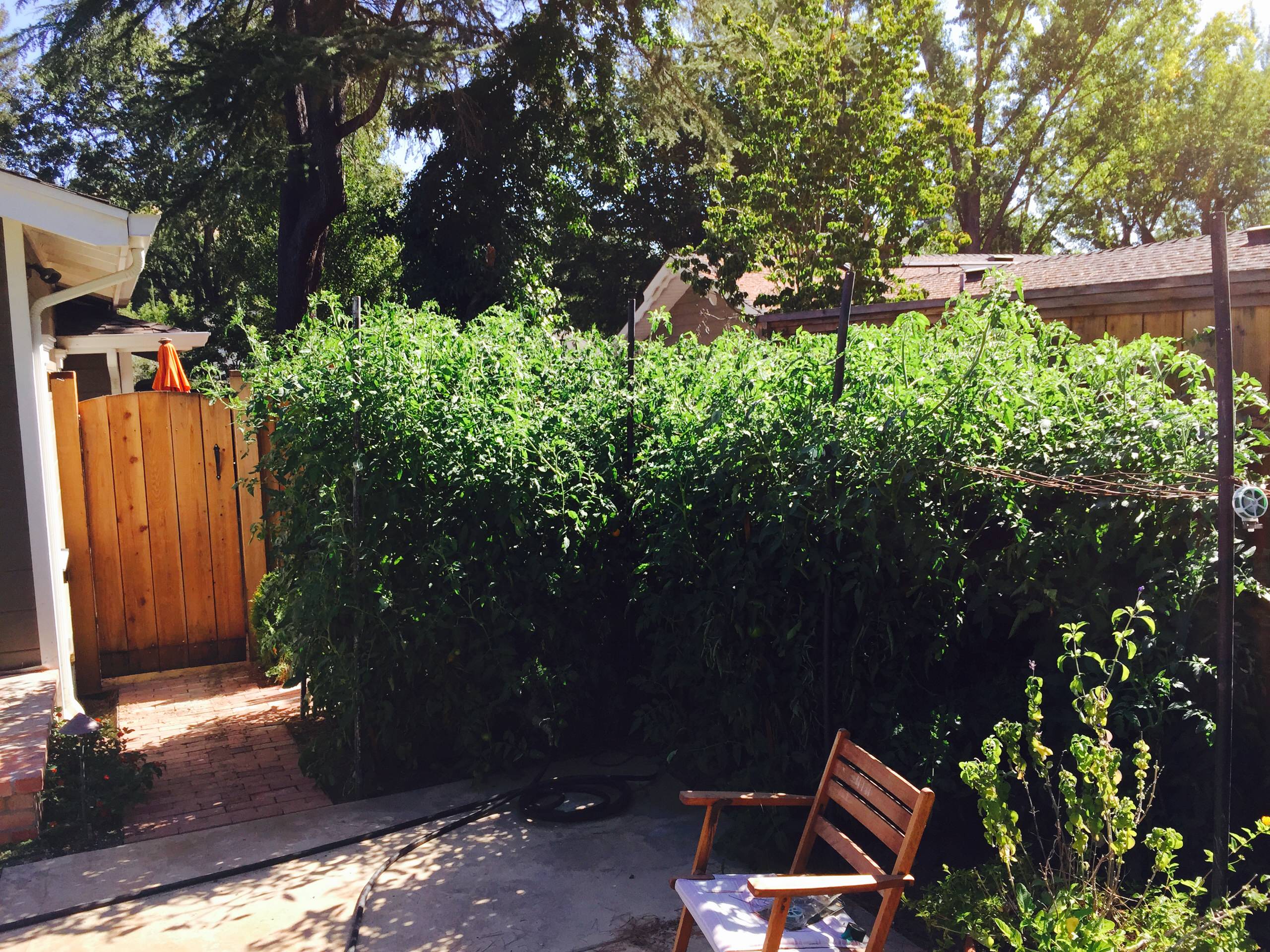 Backyard Garden Tomatoes & Outdoor Shower