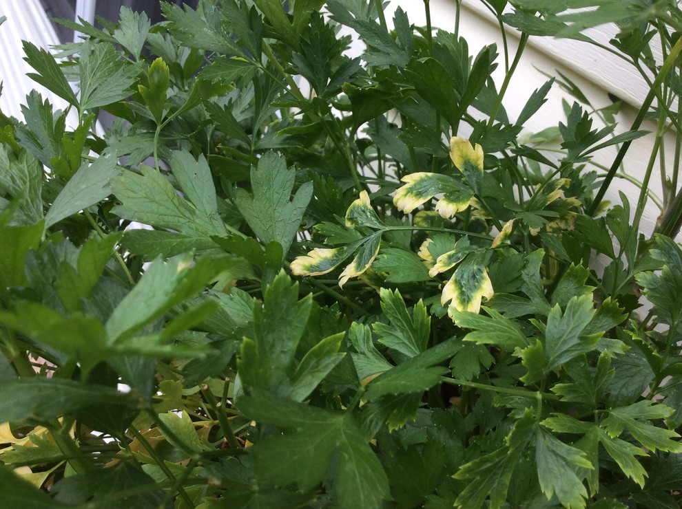 Why are my parsley leaves yellowing?