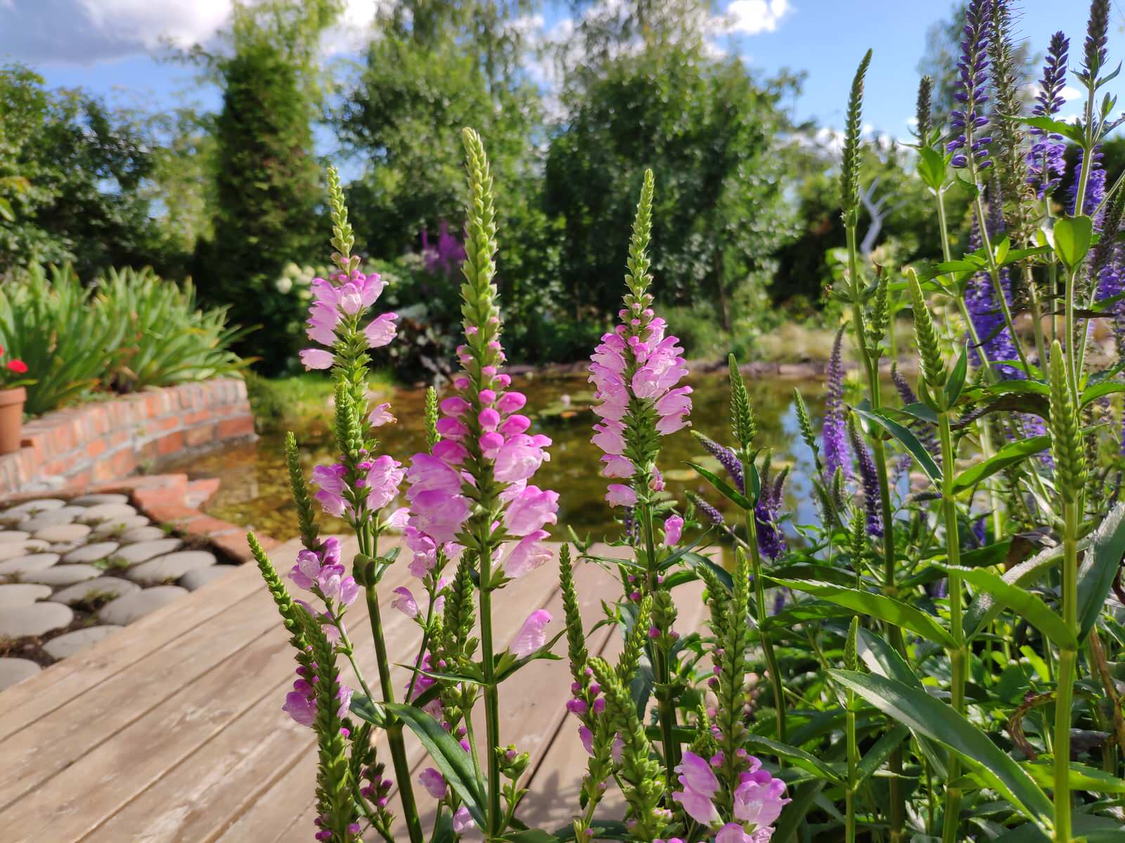 "Экспериментальный" сад любителя растений