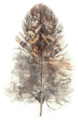 Owl Feather Watercolor Study