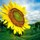 kathy_globeck