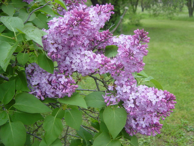 Image of Lilac bush pollarded