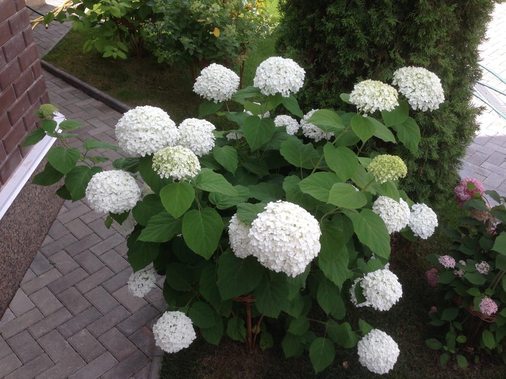 Вавиловец 1