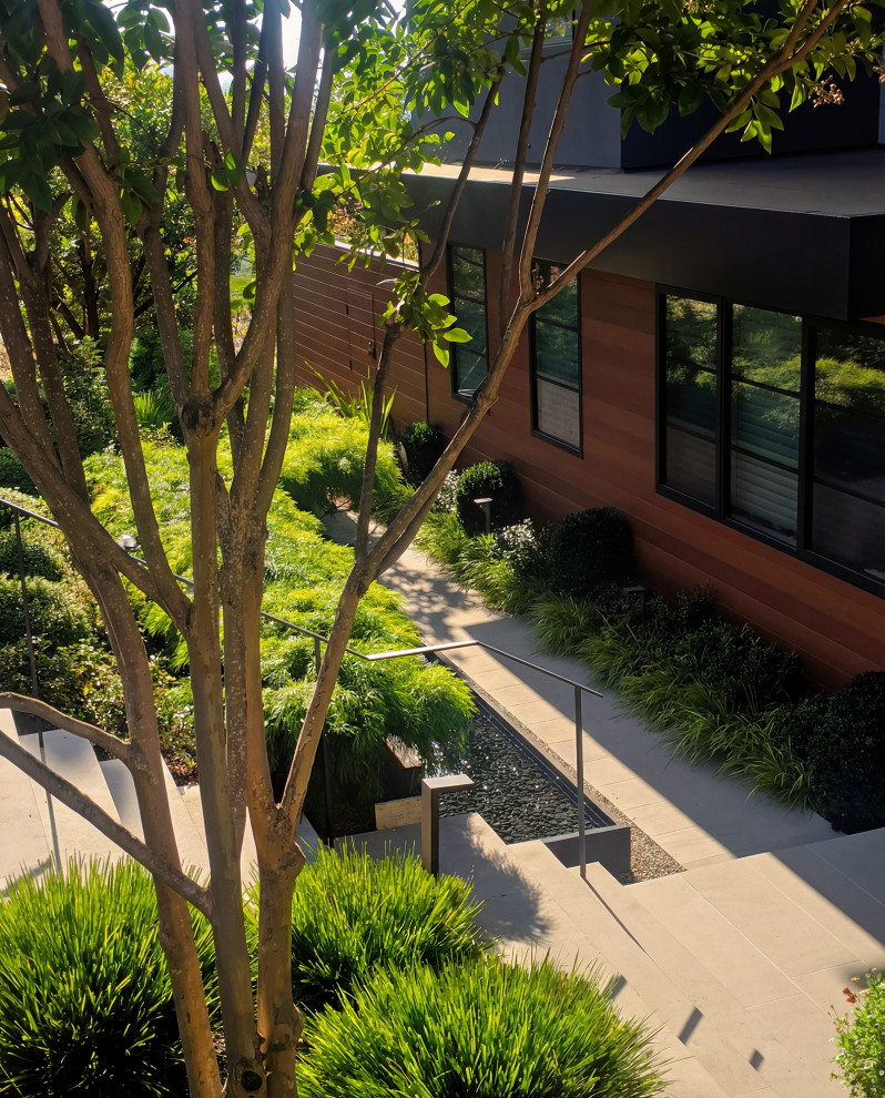 Patio landscape with olive trees in Los Altos, CA - Modern - Landscape ...