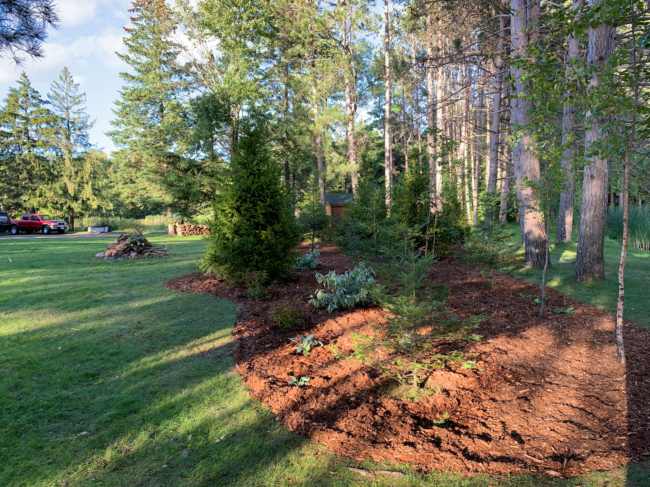 Instant Forest in Wisconsin