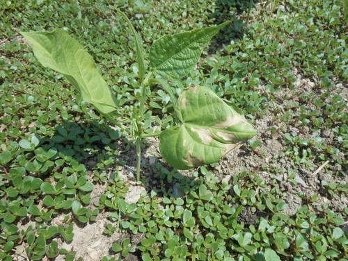 Possible Virus On My Green Bean Plants