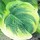 Wendys_garden
