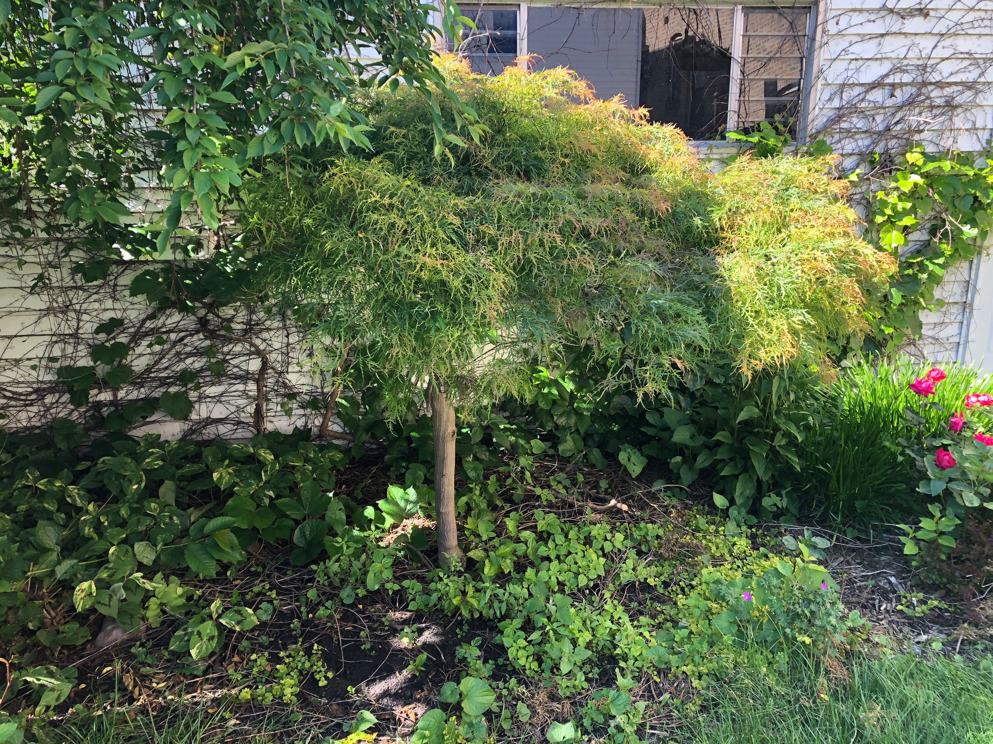 Back yard facelift
