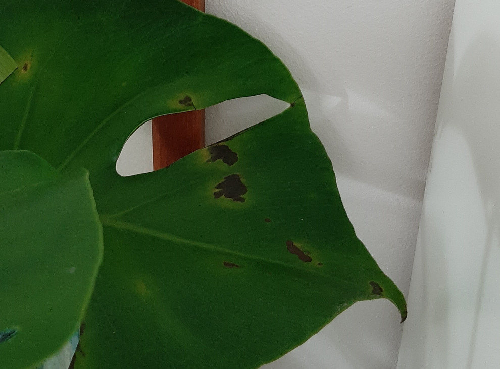 philodendron painted lady Philodendron Painted Lady — Rare Variegated Climbing Philodendron main image 1