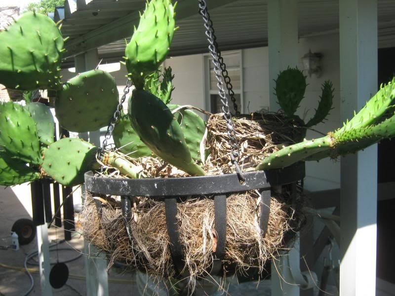 Sitting on the porch swing, watching the birds