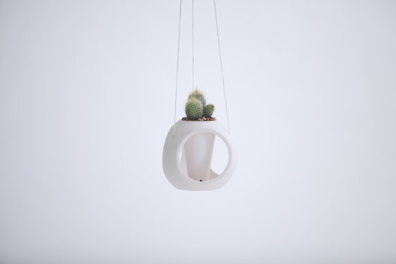 buy indoor snake plant Snake Plant