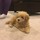 julie_redlitz