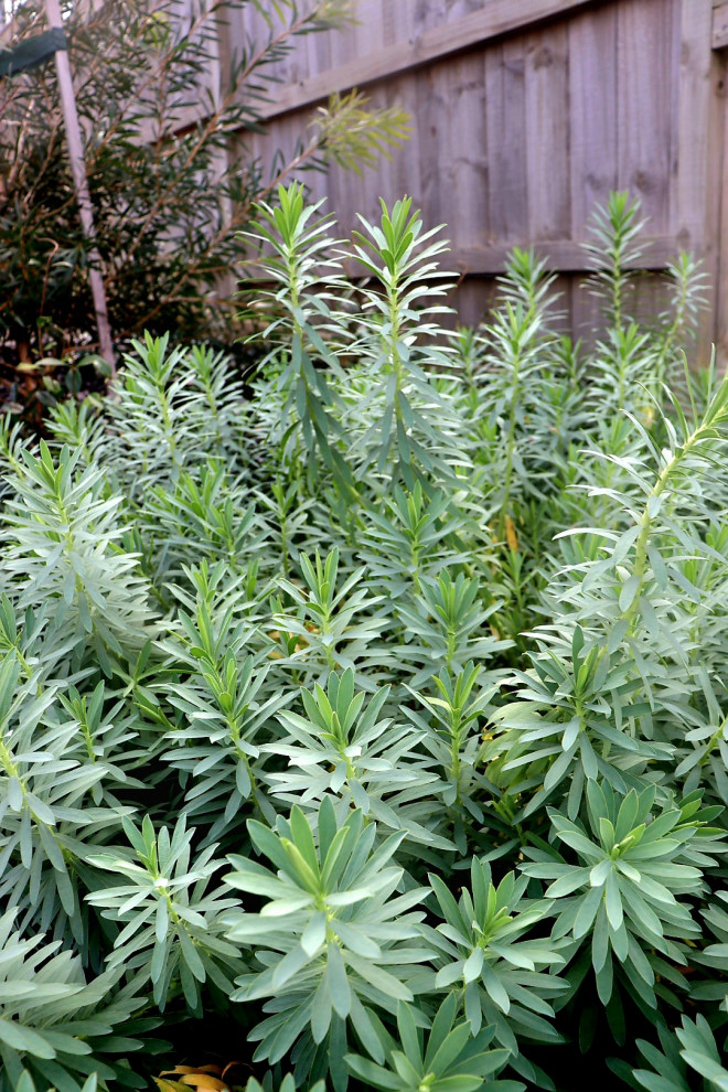 Functional entertaining areas and native flora