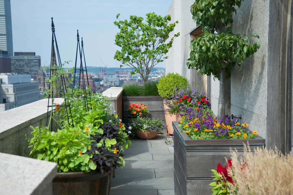 Inspiration for a small contemporary rooftop deck in Boston with a container garden and no cover.