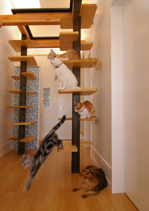 たくさんのネコがいっぺんに遊べるようにつくられた特製のネコスペース。高さを生かして広い空間を確保。これだけ広ければ喧嘩をする必要もなさそうですね。