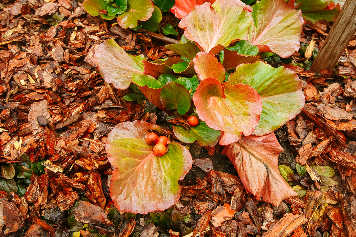 Сад с румянцем