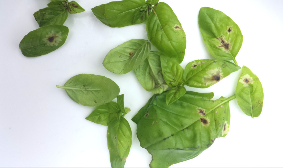 Larvae in my basil leaves leaving big brown spots photos