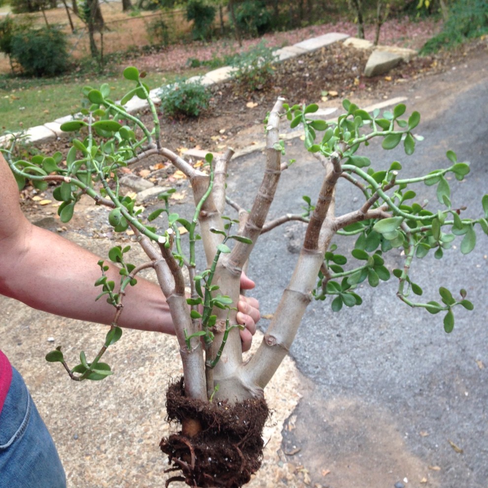 Jade Plant losing leaves and branches
