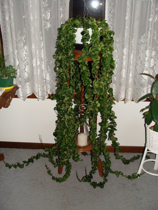 my hoya hindu rope....