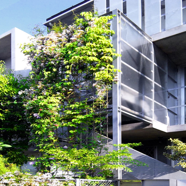 ❀そるまるす❀荒天・猛暑日は植物発送不可専用　グリーン ❀そるまるす❀荒天・猛暑日は植物発送不可専用 グリーン