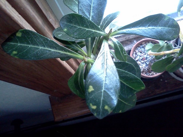 Adenium Issue