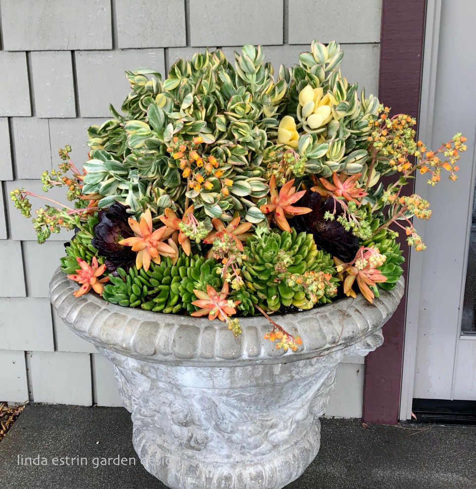 Succulent pots & walls