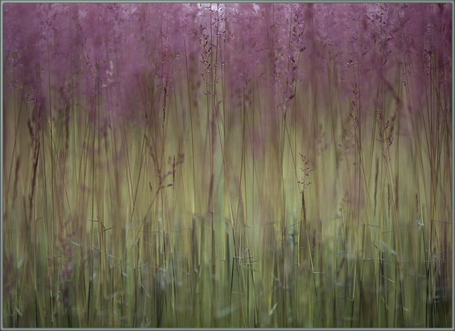 National Geographic Photographic 4'5"x6'1" Rugs Field Of Grass Purple Floral