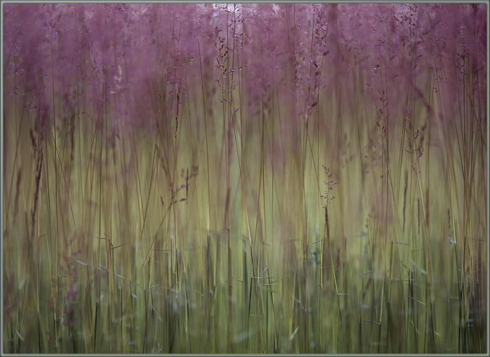 National Geographic Photographic 4'5"x6'1" Rugs Field Of Grass Purple Floral