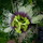Last commented by sustainabee