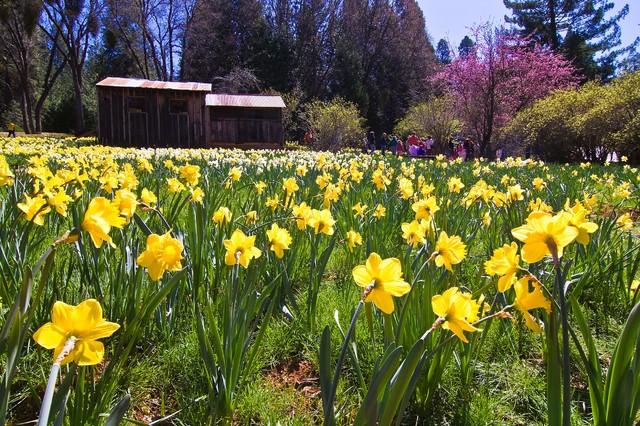 7 Bulbs That Flourish in Mild Climates