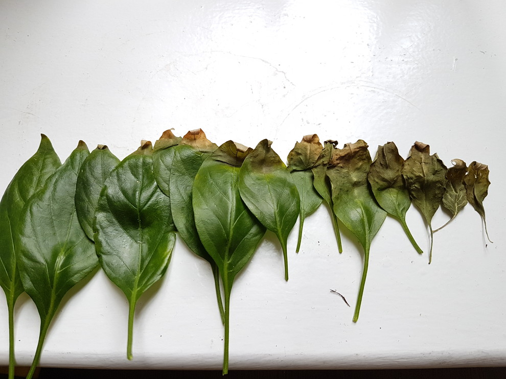 Help with chilli disease: leaves browning, curling and wrinkling | Houzz  Forum