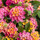 Lantana zone 5b/6a