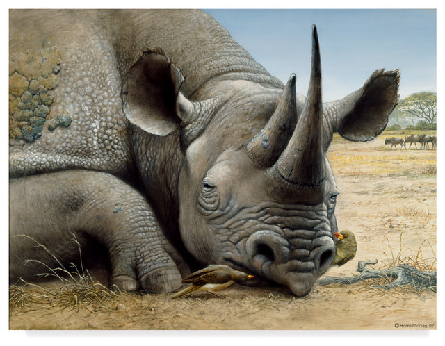 CANVAS Black Rhinoceros Eating on Savanna Art print POSTER
