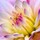 Last commented by Daria Wild