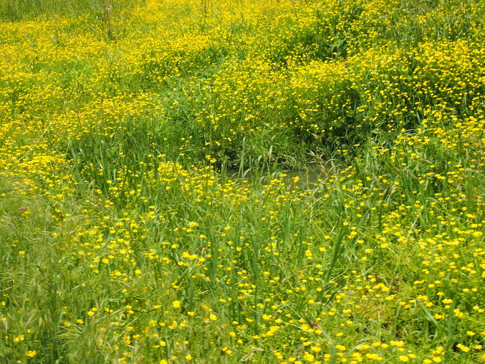 Yellow flowers blooming in Oklahoma fields?