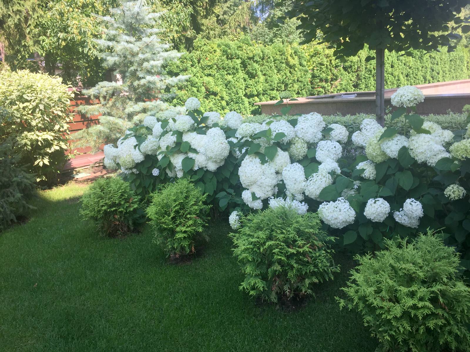 Сосновый Бор 2017.