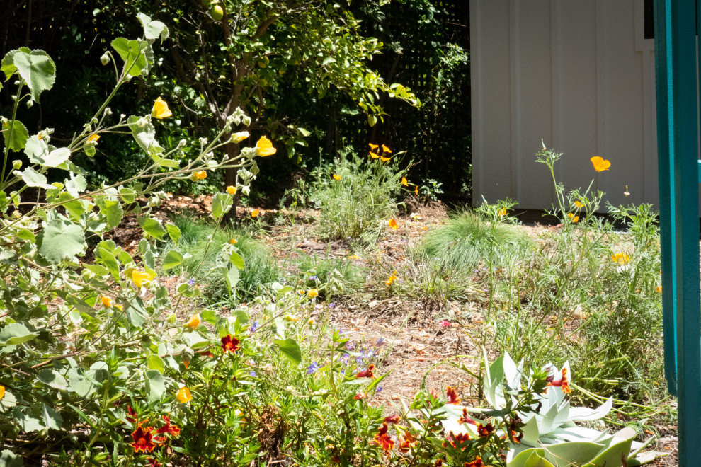 Inspiration for a mid-sized rustic drought-tolerant backyard mulch landscaping in Santa Barbara for spring.
