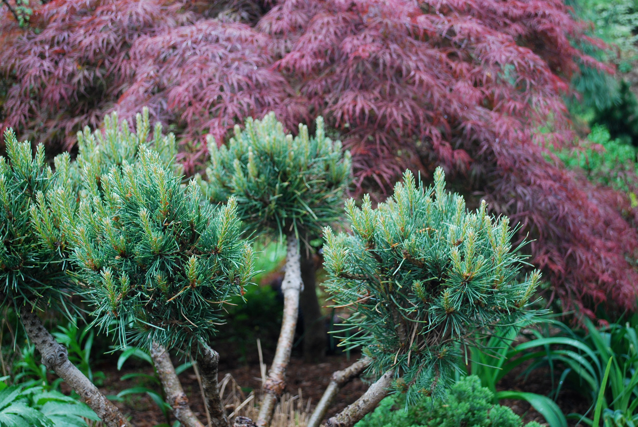 Scots pine and Japanese maple