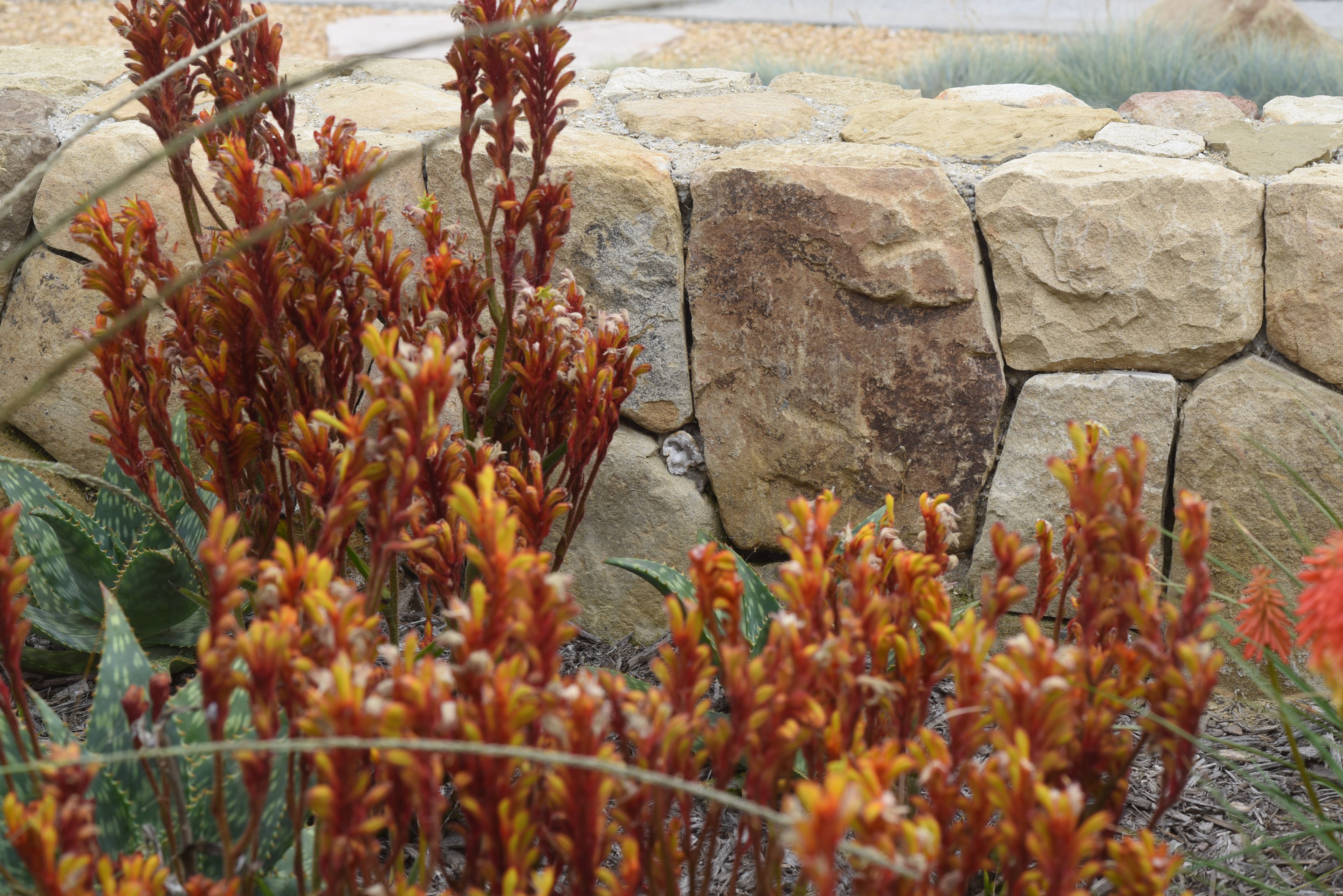 Front Yard Landscape