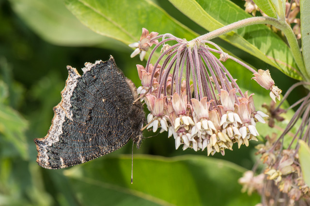 Mourning Cloak Butterflies Herald Spring